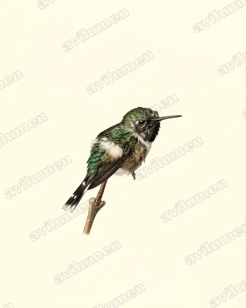 Illustration Planche ancienne : Tilmatura dupontii (Colibri zémès)