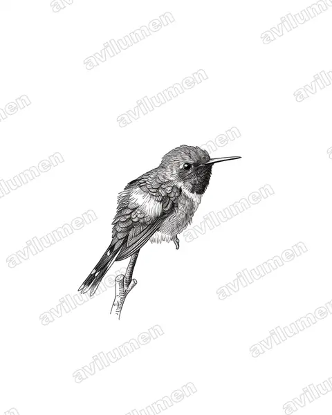 Illustration Encre : Tilmatura dupontii (Colibri zémès)