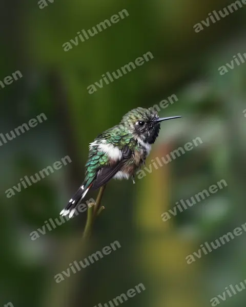 Illustration Réaliste : Tilmatura dupontii (Colibri zémès)