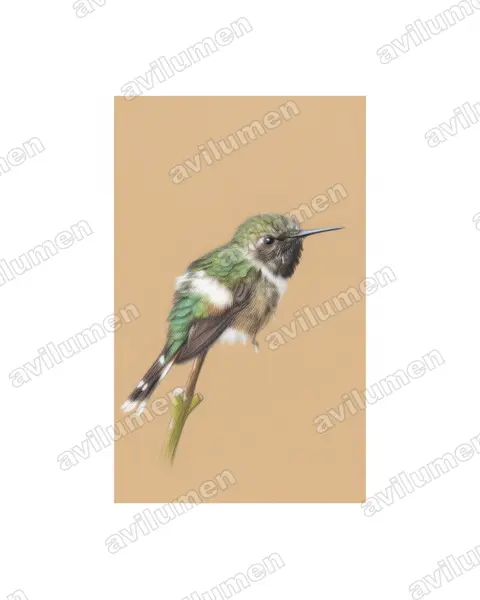 Illustration Crayon de couleur : Tilmatura dupontii (Colibri zémès)