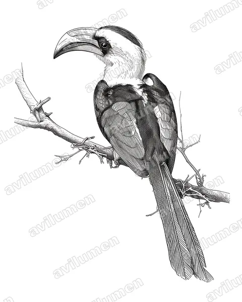 Ilustración en Tinta: Tockus deckeni (Toco keniata)
