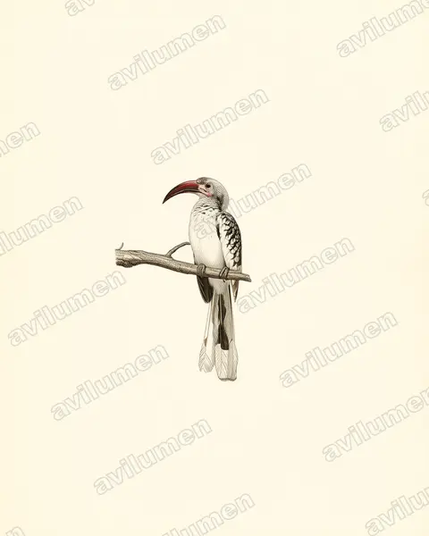 Vintage plate illustration: Tockus erythrorhynchus (Northern Red-billed Hornbill)
