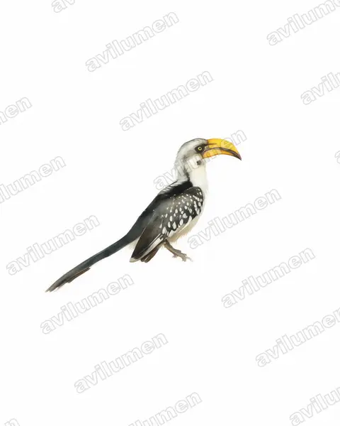 Illustration im Stil Aquarell: Östlicher Gelbschnabeltoko (Tockus flavirostris)