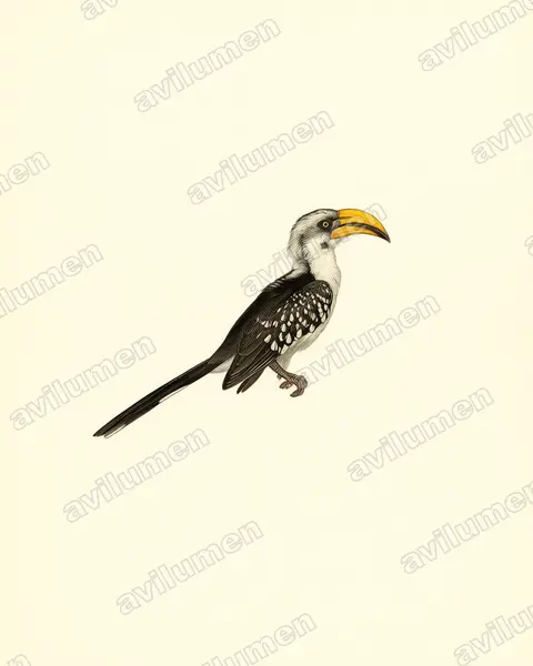 Illustration im Stil Historische Tafel: Östlicher Gelbschnabeltoko (Tockus flavirostris)