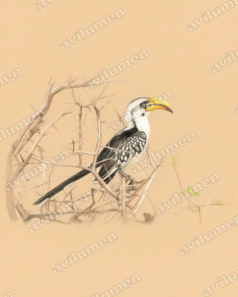 Illustration im Stil Buntstift: Östlicher Gelbschnabeltoko (Tockus flavirostris)