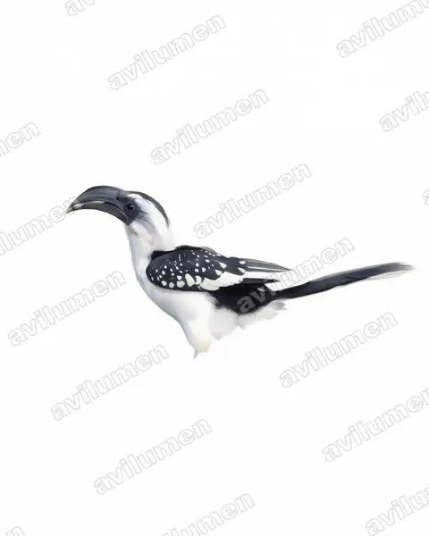 Watercolor illustration: Tockus jacksoni (Jackson's Hornbill)