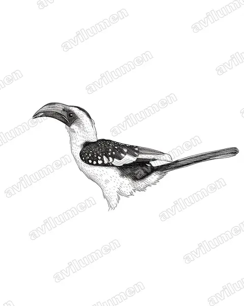 Ink illustration: Tockus jacksoni (Jackson's Hornbill)