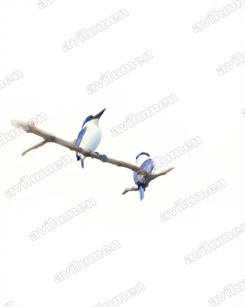 White-mantled Kingfisher（Todiramphus albonotatus）的水彩插画