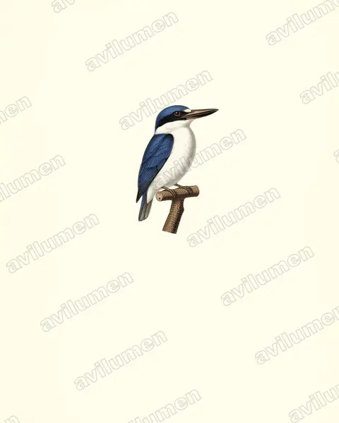 White-mantled Kingfisher（Todiramphus albonotatus）的古典图版插画