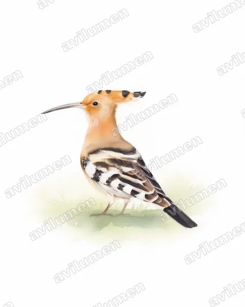 Illustration im Stil Aquarell: Wiedehopf (Upupa epops)
