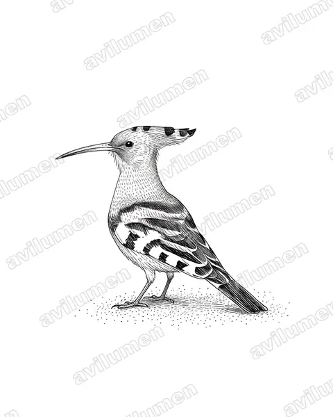 Illustration im Stil Tusche: Wiedehopf (Upupa epops)