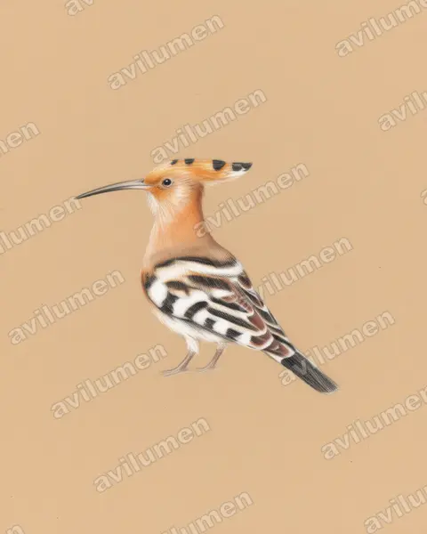 Illustration im Stil Buntstift: Wiedehopf (Upupa epops)