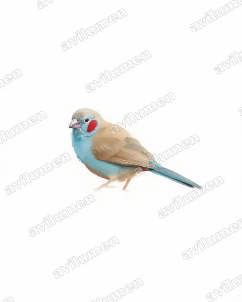 红颊蓝饰雀(Uraeginthus bengalus)的水彩插画