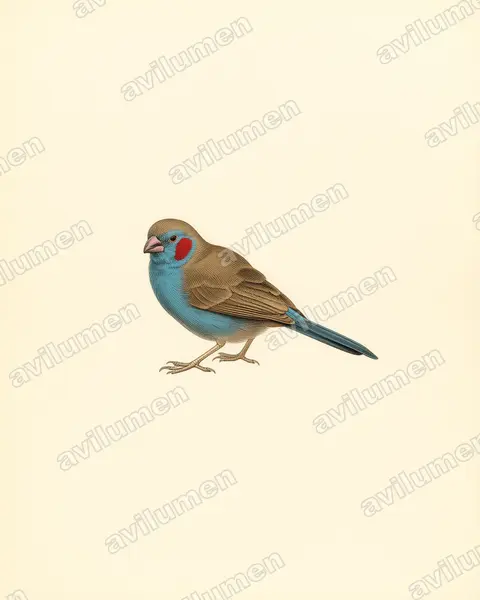 红颊蓝饰雀(Uraeginthus bengalus)的古典图版插画